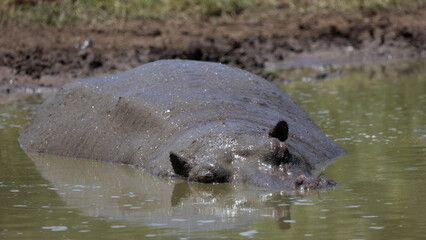 a big hippo in a mud bath