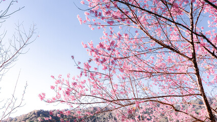 Cherry blossom tree in winter forest under blue sky