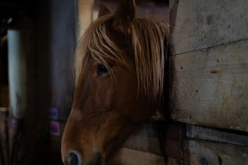 A brown ceta horse looks out from a wooden stall