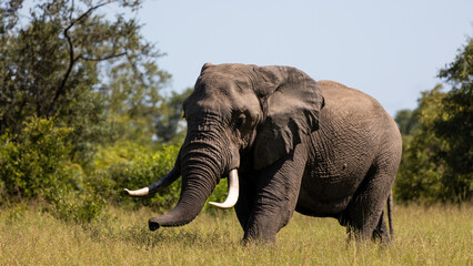 Fototapeta na wymiar a big bull African elephant