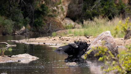 African buffalo cooling off in water
