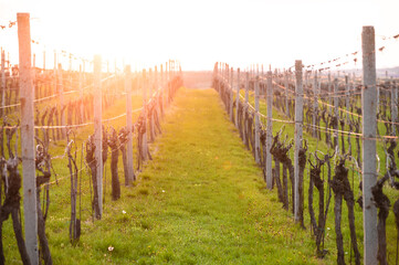Vineyard landscape at sunrise  Czech Republic South Moravia
