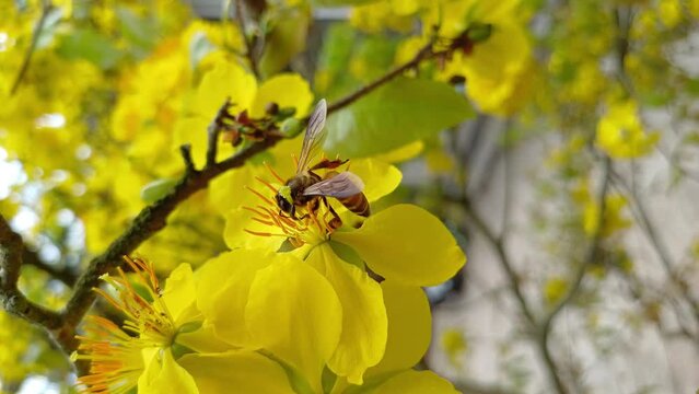 The little bee is sucking nectar from yellow apricot blossom pistils or ochna integerrima pistils in the garden at Mekong Delta Vietnam.