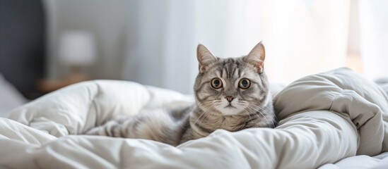 A small to medium-sized cat from the Felidae family is comfortably resting on a bed with a blanket, gazing at the camera.
