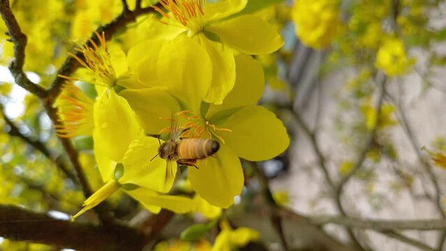 The little bee is sucking nectar from yellow apricot blossom pistils or ochna integerrima pistils in the garden at Mekong Delta Vietnam.