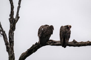 Brown vulture in natural conditions sits on a tree and hunts on a summer day in Kenya