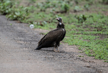 Brown vulture in natural conditions sits on a tree and hunts on a summer day in Kenya