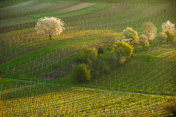 Spring morning landscape with a blossoming tree and rows of vineyards. Rows of vineyards on famous hills of South Moravia, Czech Republic. Blossoming cherry tree and vineyards
- 730963350