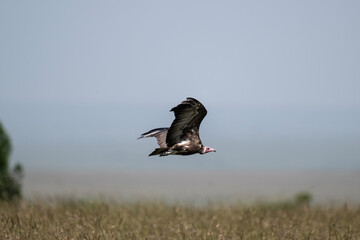 Brown vulture in natural conditions sitting in flight hunting on a summer day in Kenya