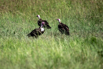 Brown vulture in natural conditions sits on a tree and hunts on a summer day in Kenya