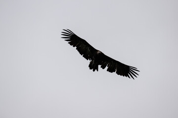 Brown vulture in natural conditions sitting in flight hunting on a summer day in Kenya