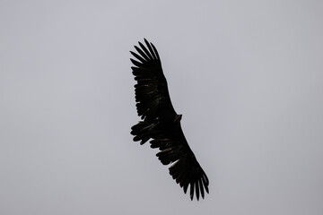 Obraz premium Brown vulture in natural conditions sitting in flight hunting on a summer day in Kenya