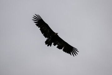 Brown vulture in natural conditions sitting in flight hunting on a summer day in Kenya