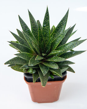 Haworthia Aloe Flow plant succulent in pot. Green little flower on white background. Rosette plant Gasteraloe Aloaceae