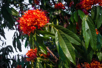 Ashoka tree blooming flowers and leaves.Saraca asoca, commonly known as Ashoka Tree is an important tree in the cultural traditions of the Indian subcontinent.