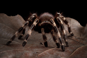The Brazilian Red and White Tarantula (Nhandu chromatus) is tarantula species native to Brazil.