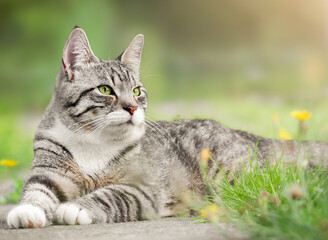 Naklejka na ściany i meble gray tabby cat lies in the yard