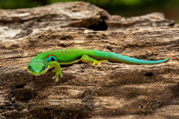 The Peacock Day Gecko (Phelsuma quadriocellata) is a brightly colored species of gecko found in Madagascar.