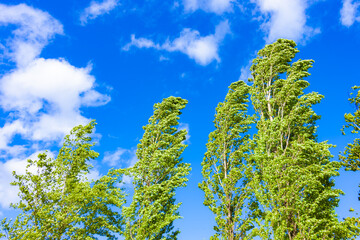 風になびく緑の木々