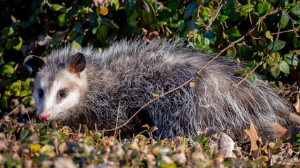 hedgehog in the woods