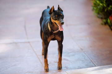 Miniature pinscher dog