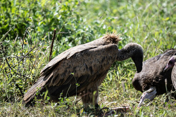 Common vulture in natural conditions in flight hunting on a summer day in Kenya