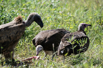 Common vulture in natural conditions in flight hunting on a summer day in Kenya