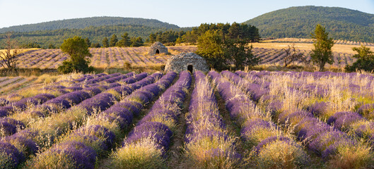 Provence lavender field with stone hut (borie) near Ferrassieres. Panoramic summer view in Baronnies Provencales Regional Nature Park, Drome, France