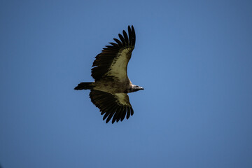 Common vulture in natural conditions in flight hunting on a summer day in Kenya