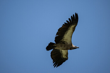 Common vulture in natural conditions in flight hunting on a summer day in Kenya