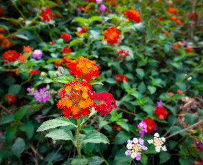 Flower and seeds of Lantana camara ,common lantana is a species of flowering plant within the verbena family Verbenaceae, native to the American tropics. India