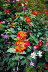 Obraz na płótnie Canvas Flower and seeds of Lantana camara ,common lantana is a species of flowering plant within the verbena family Verbenaceae, native to the American tropics. India