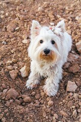 Portrait of a purebred West Highland White Terrier dog lying on the ground in a crop field.