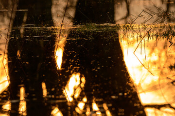 Fragmenty drzew odbijające się w tafli wody przy zachodzącym słońcu 