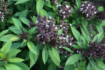 Flowering basil, lat. Ocimum basilicum, var. Siam Queen in the garden. Bright green basil leaves...