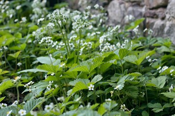 Flowering  wild strawberries and wild garlic growing together in gottage garden. Permaculture gardening combines different types of vegetable and fruit.