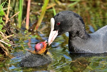 Blässhuhn (Fullica atra) mit Jungvoegel