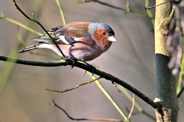 Buchfink (Fringilla coelebs)