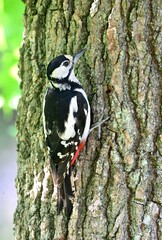 Weiblicher Buntspecht (Dendrocopos major)