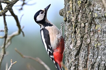 Weiblicher Buntspecht (Dendrocopos major)