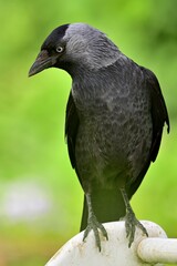 Dohle (Corvus monedula)