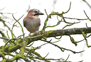 Eichelhäher (Garrulus glandarius)
