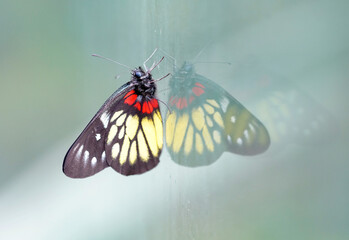 a redbase Jezebel is is a medium-sized butterfly of the family Pieridae, stick on the glass with the reflection - 730976320