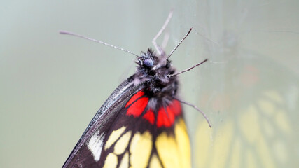a redbase Jezebel is is a medium-sized butterfly of the family Pieridae, stick on the glass with the reflection - 730976359