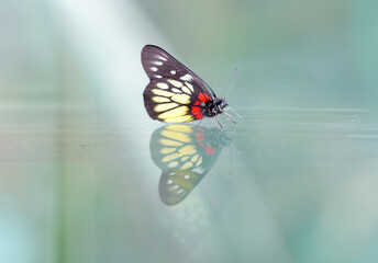 a redbase Jezebel is is a medium-sized butterfly of the family Pieridae, stick on the glass with the reflection - 730976372