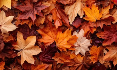 Naklejka na ściany i meble A Colorful Carpet of Fallen Autumn Leaves