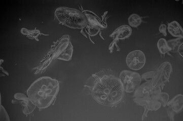 Swarm of jellyfish