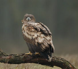 arend op stam