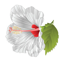 Flower tropical plant  hibiscus white watercolor  on a white background  vintage vector illustration editable hand draw