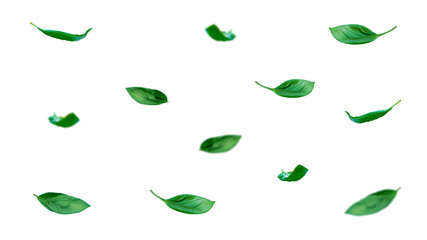 Falling leaves of green basil, an addition to a salad, a dish, a decoration for a feast. Italian,...
